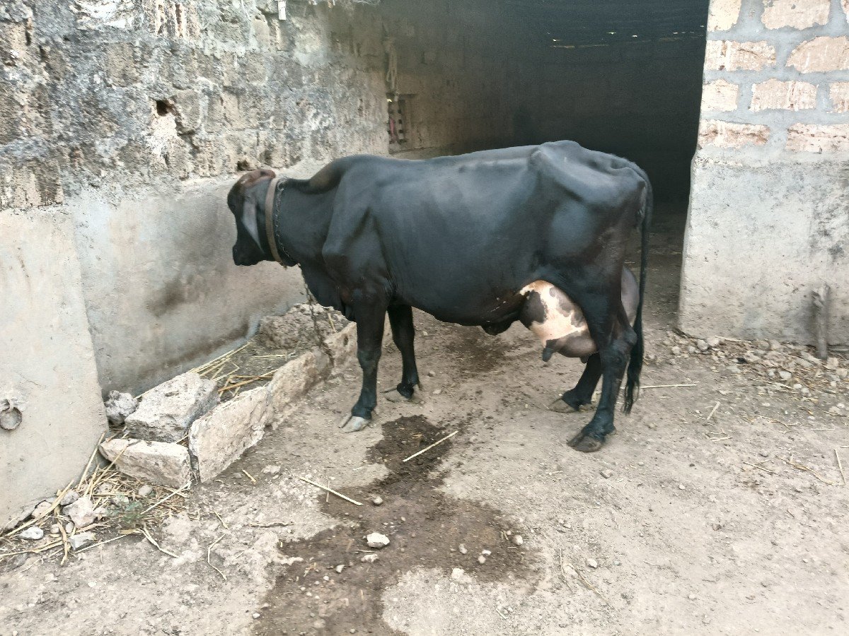 ગાય વેસવા ની છે