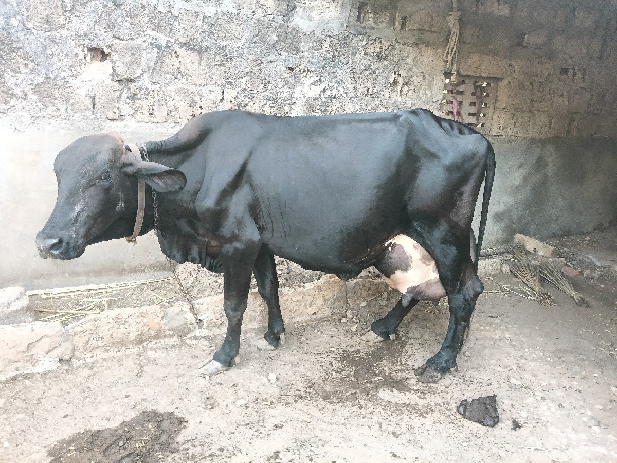 ગાય વેસવા ની છે