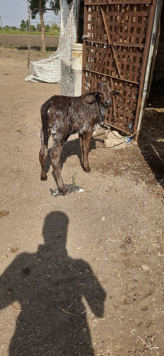 ગીર ક્રોસ ગાય