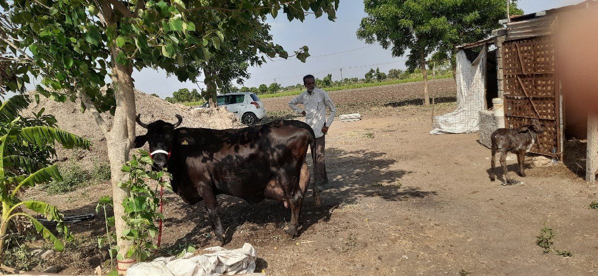 ગીર ક્રોસ ગાય