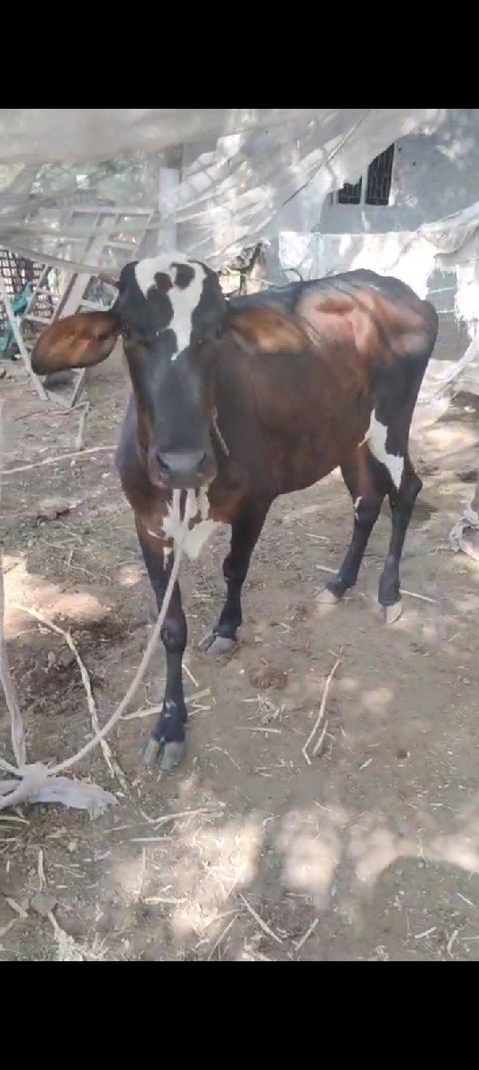 ગાય