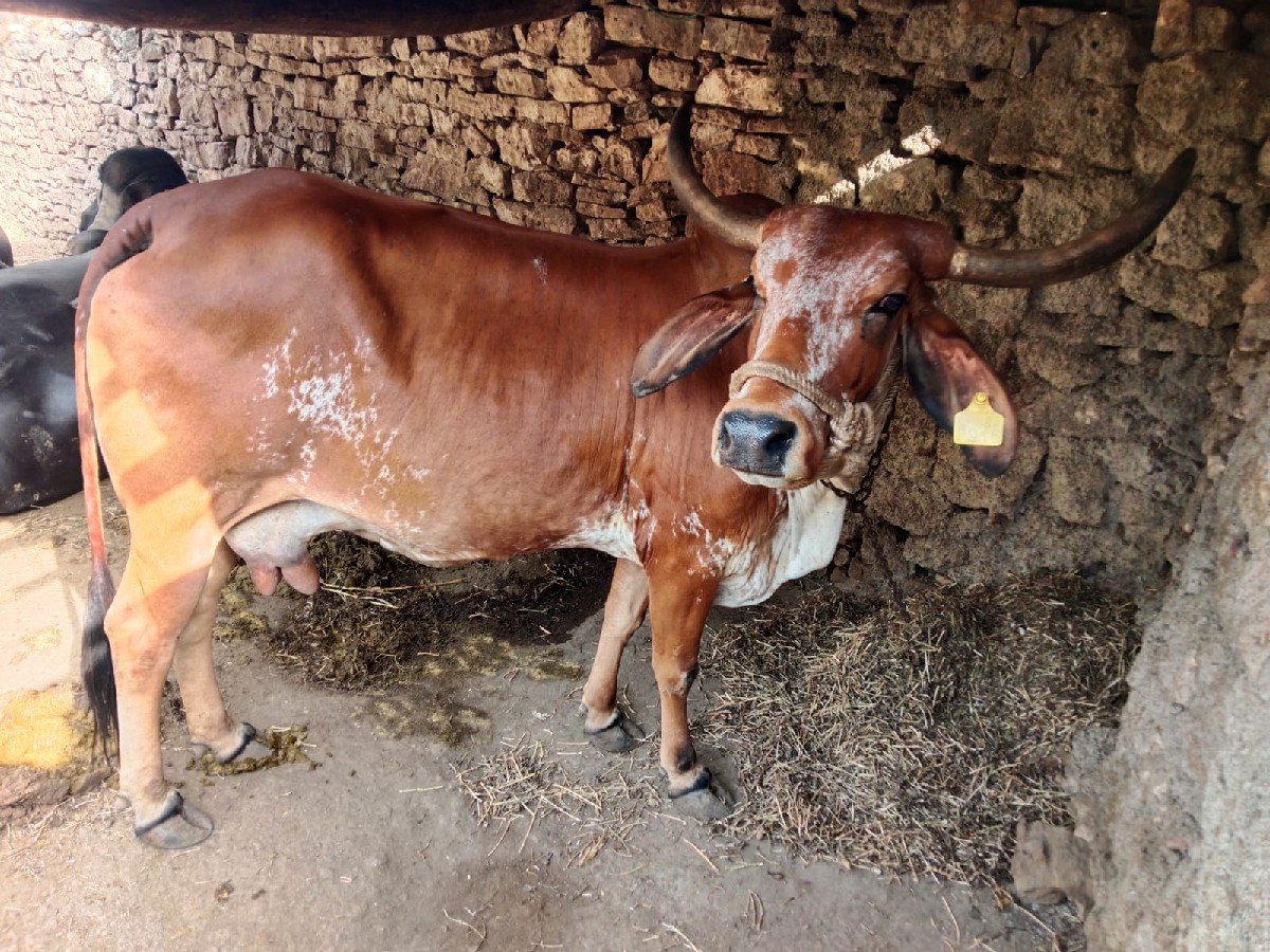 ગાય વેચવાની છે