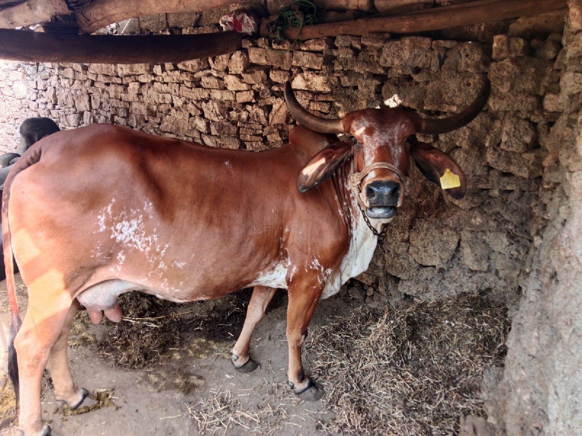 ગાય વેચવાની છે