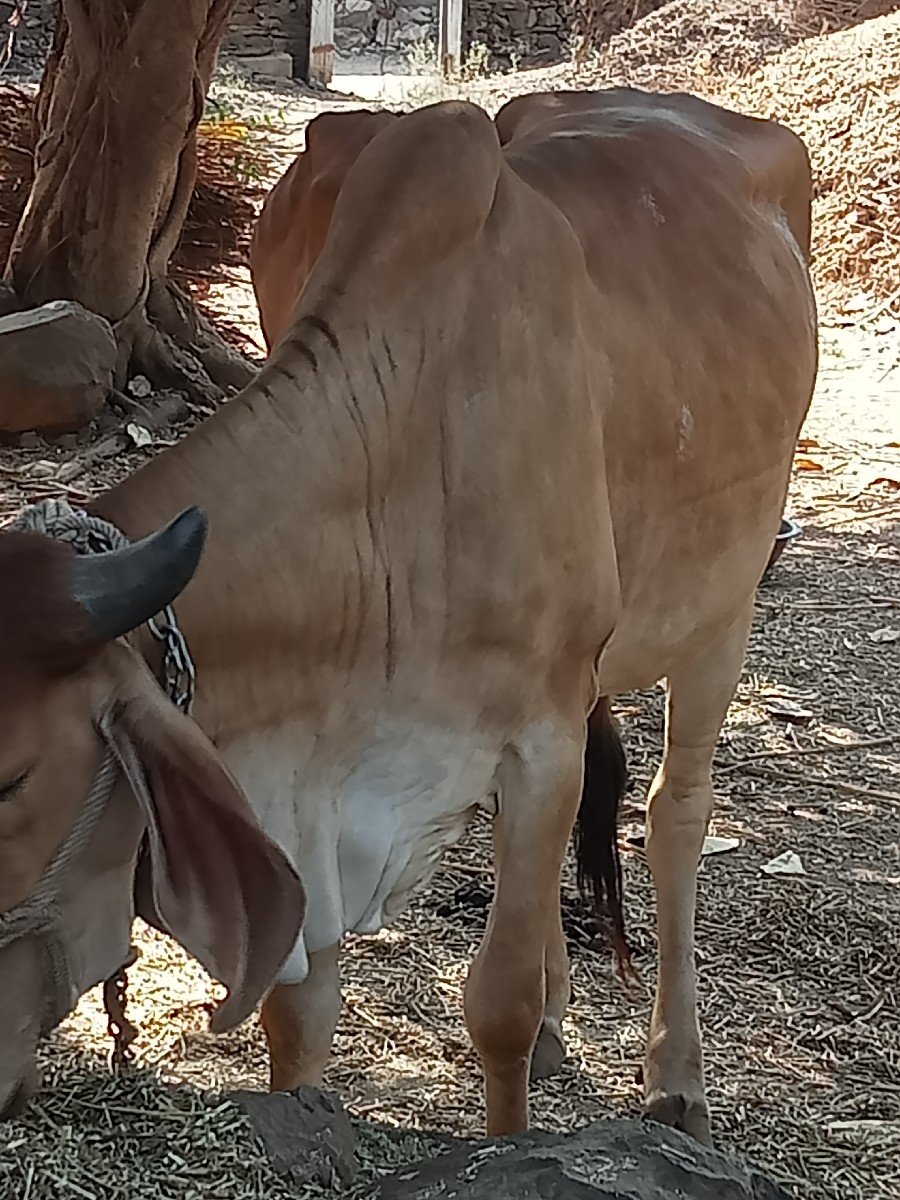 ગાય વેચવાની છે