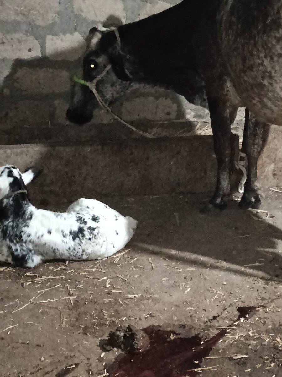 ગાય વેચવાની છે