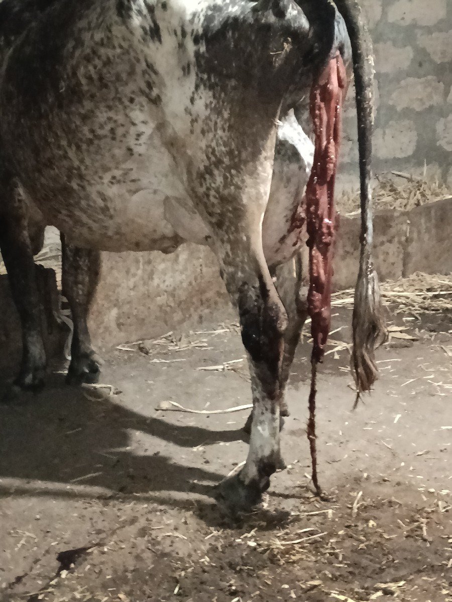 ગાય વેચવાની છે