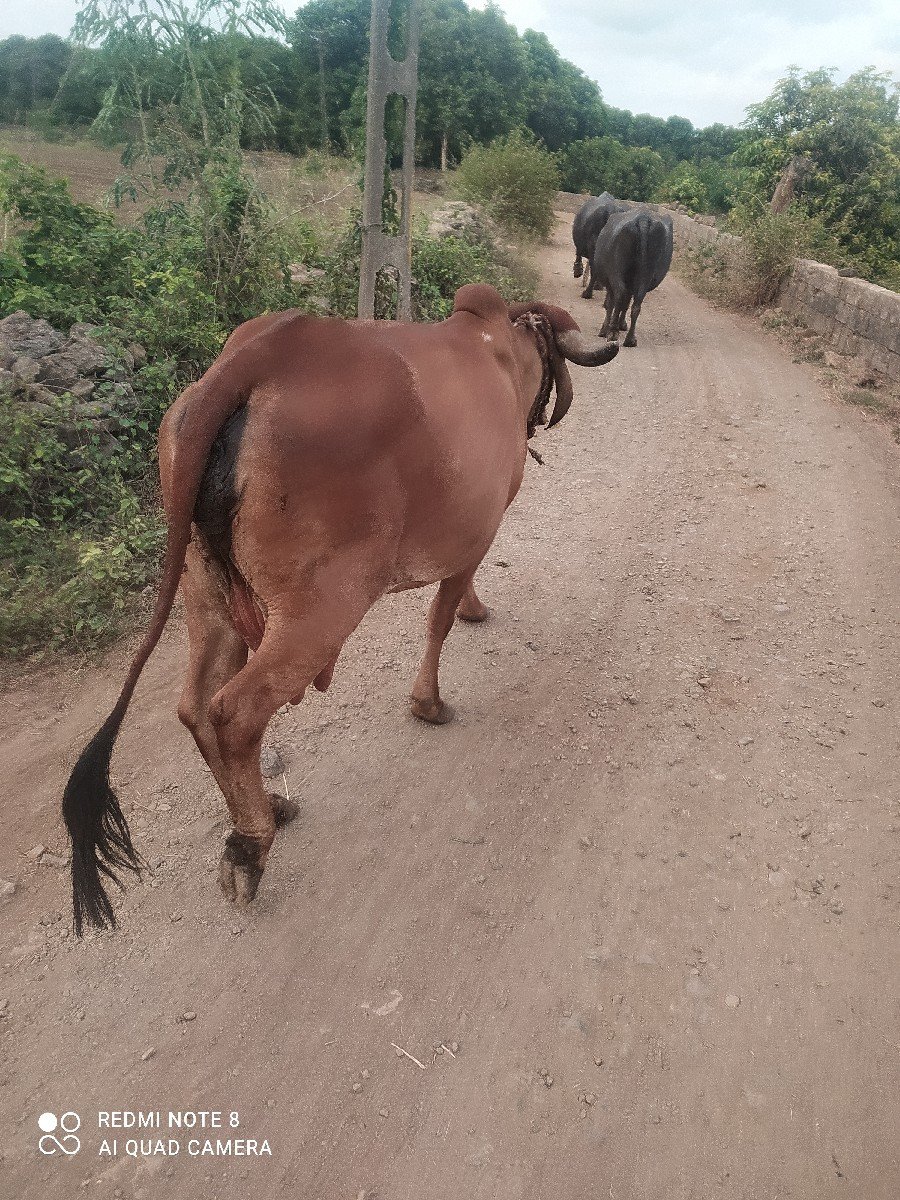 ગાય વેચવા ની છે.