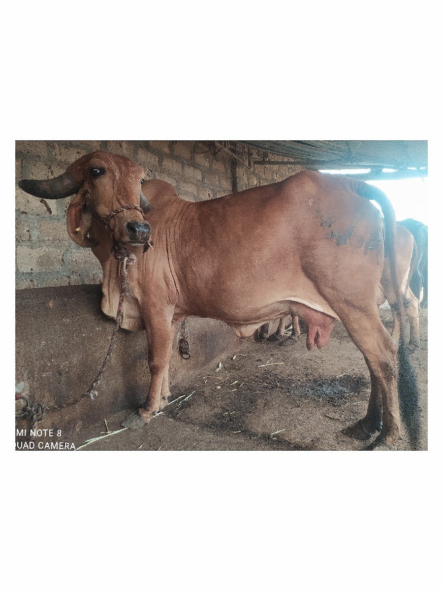 ગાય વેચવા ની છે.