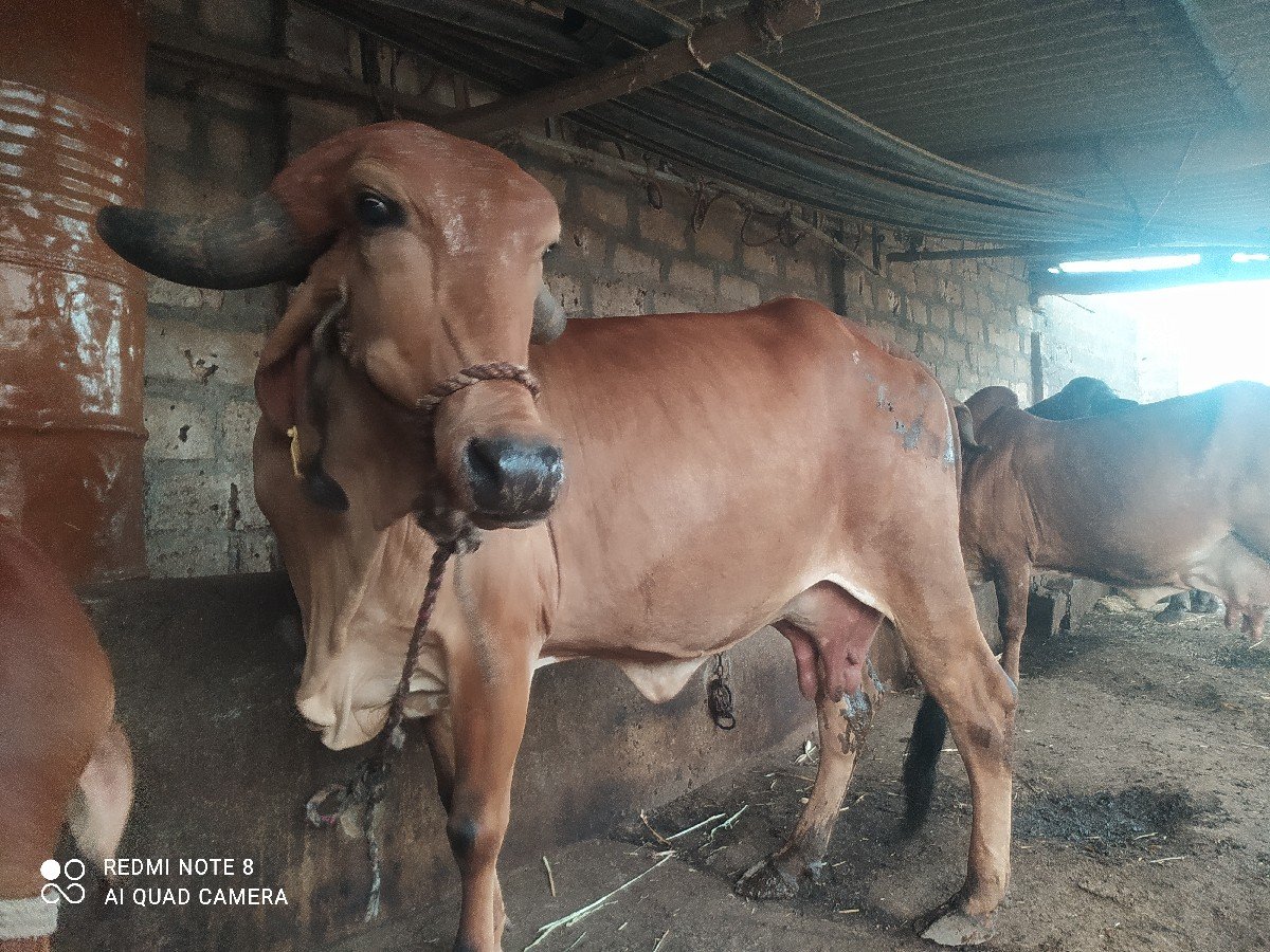 ગાય વેચવા ની છે.