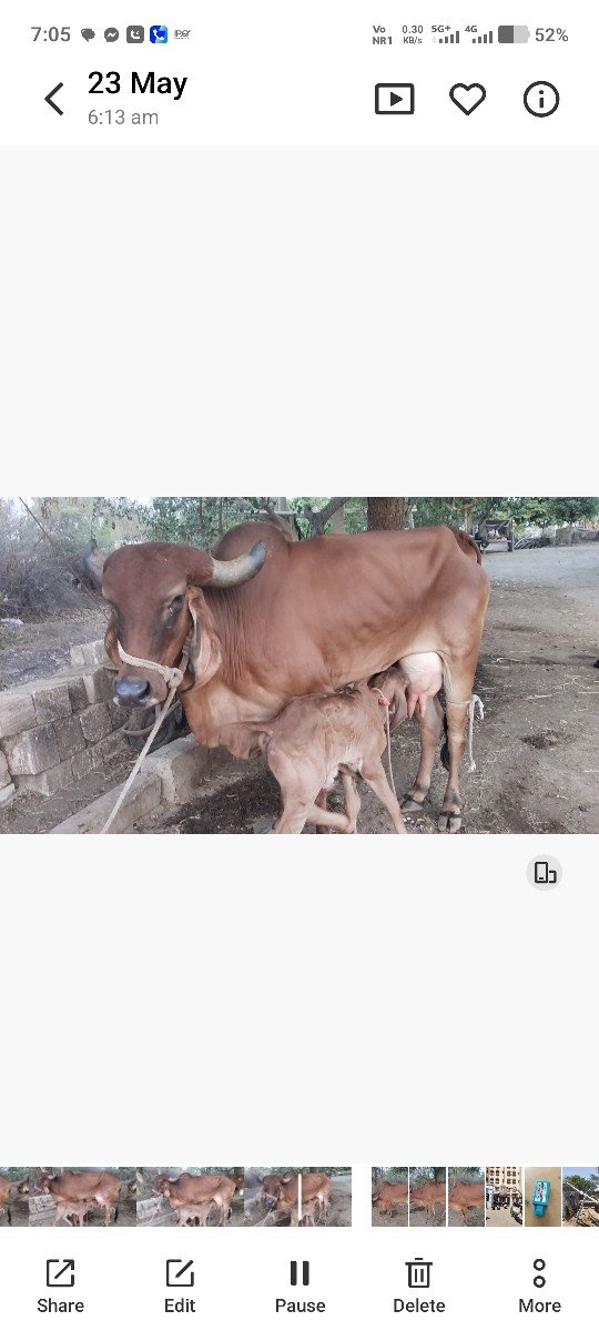 ગાય વેચવાની છે