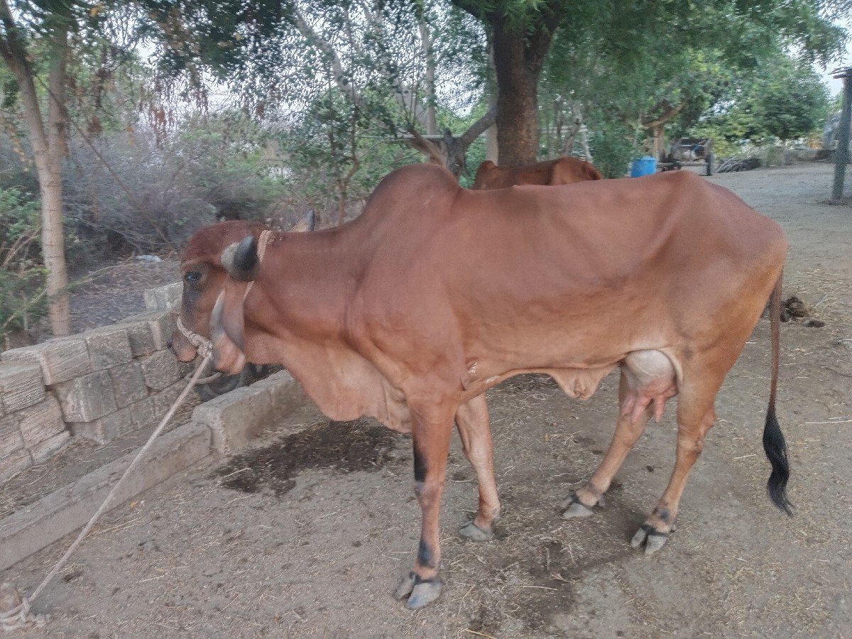 ગાય વેચવાની છે