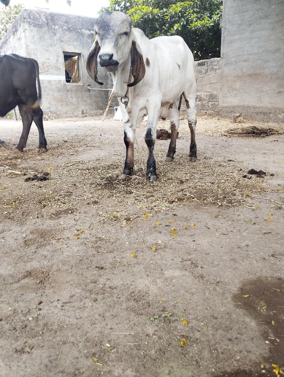 ગીર ગાય વેસવાની સે