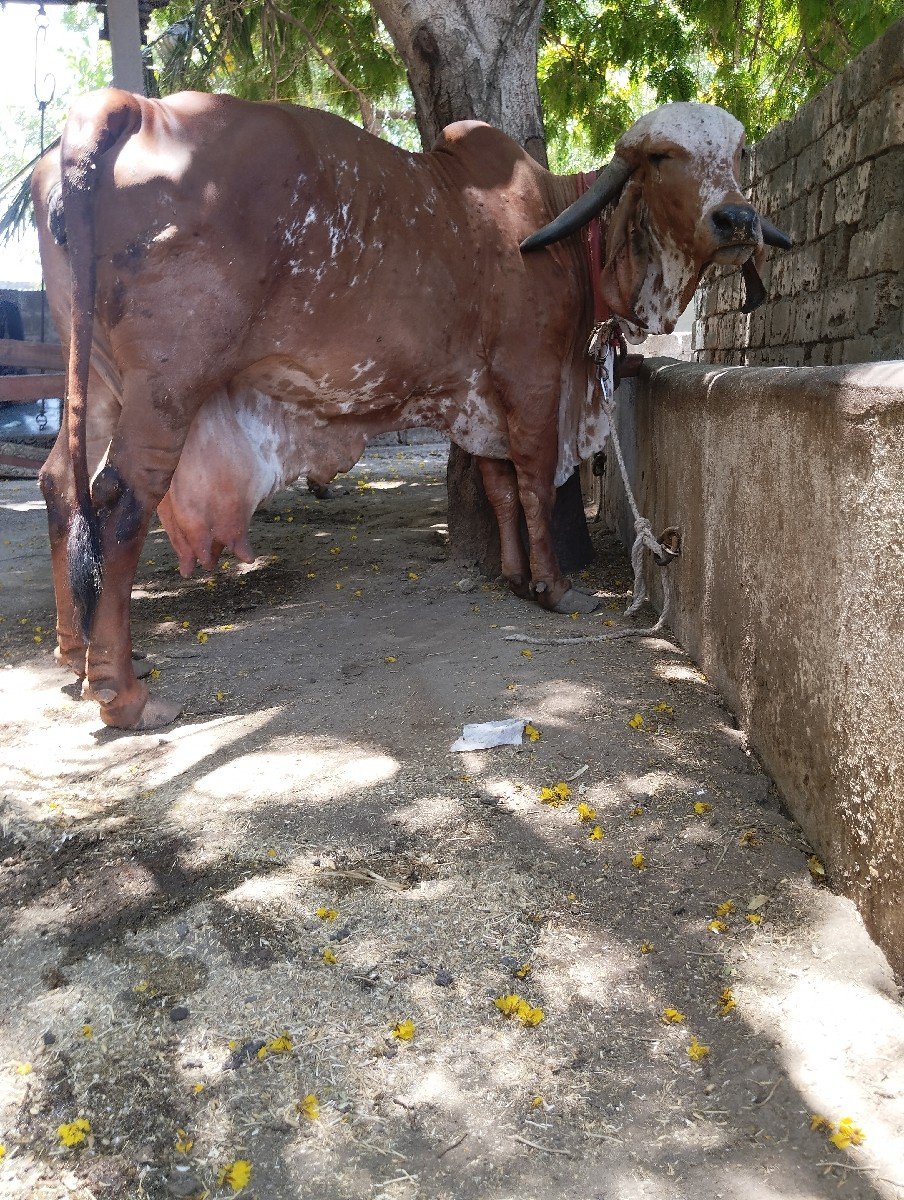 ગીર ગાય વેસવાની સે