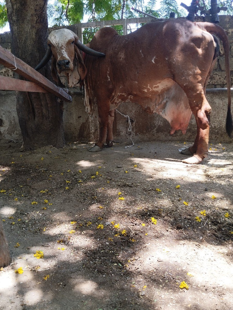 ગીર ગાય વેસવાની સે