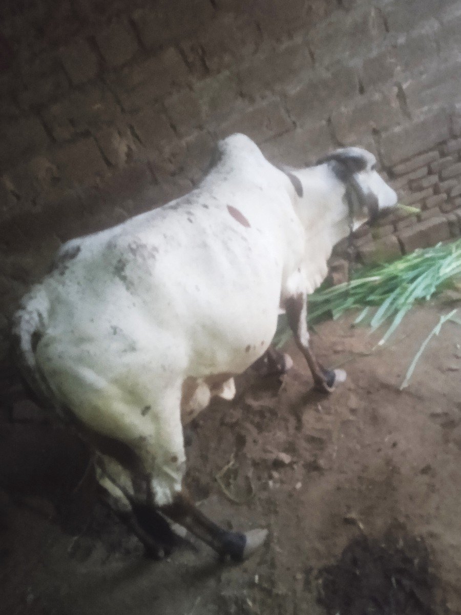 ગાય વેચવાની છે કાબરી