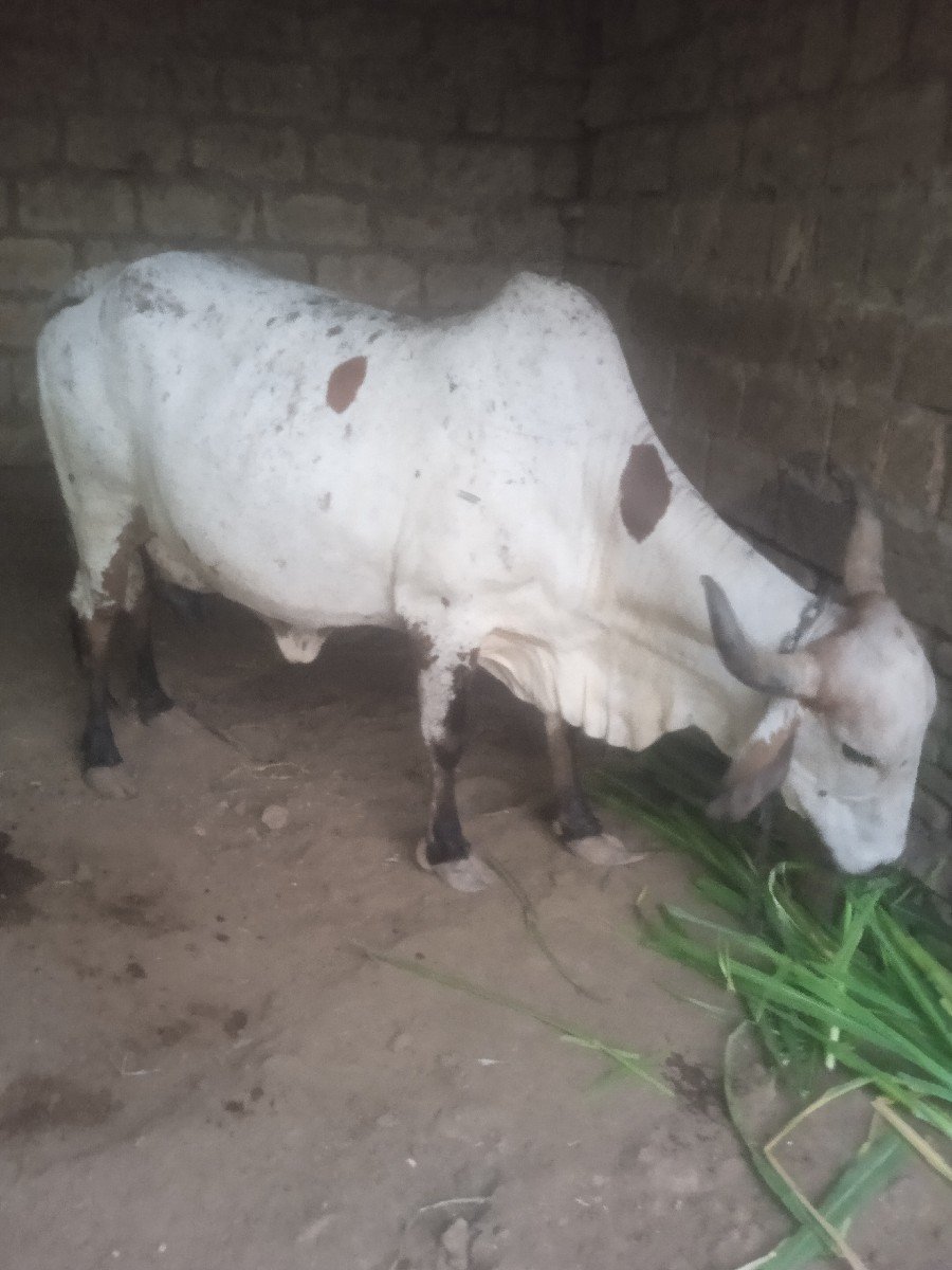 ગાય વેચવાની છે કાબરી