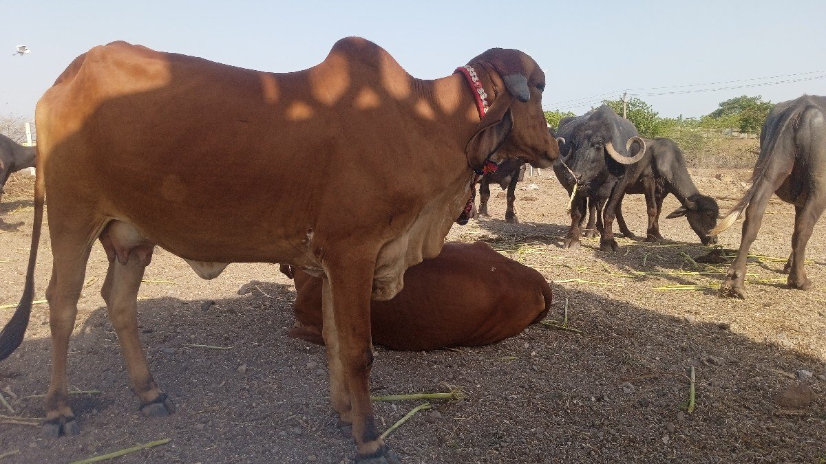 ગીર હોડકી  વેચવાની છે