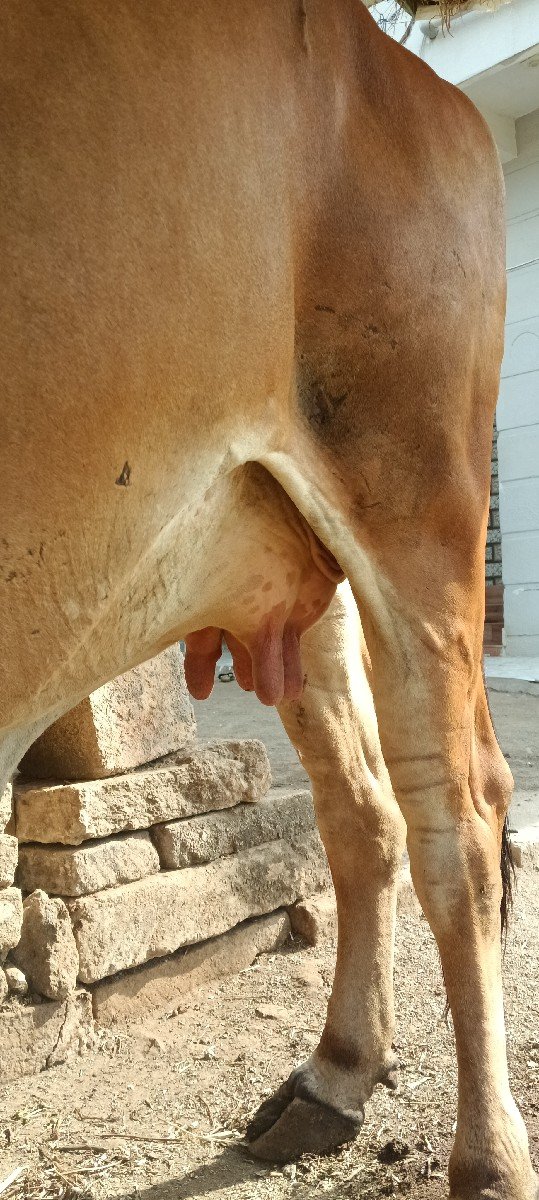 દેશી ગીર ગાય