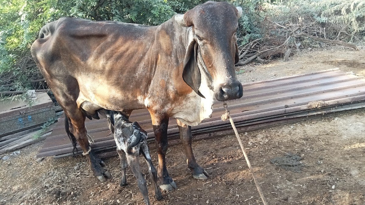 આ ગાય વેચવાની છે.