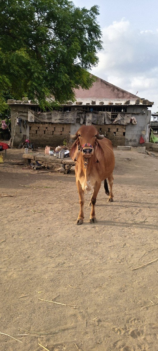 ગાય વેચવાની છે