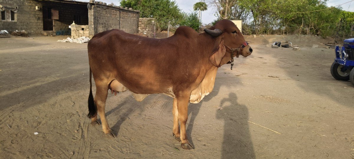 ગાય વેચવાની છે