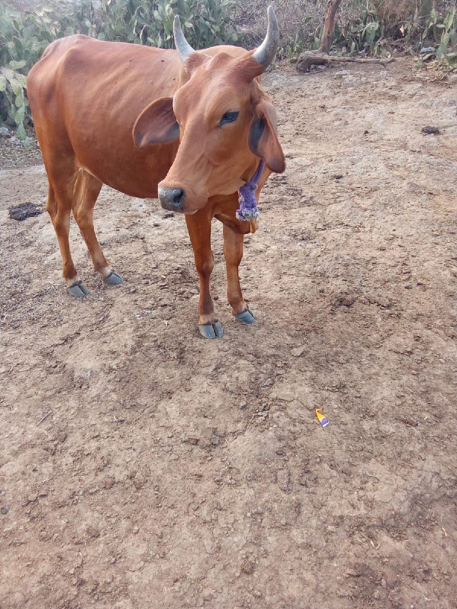 વેસવાની સે