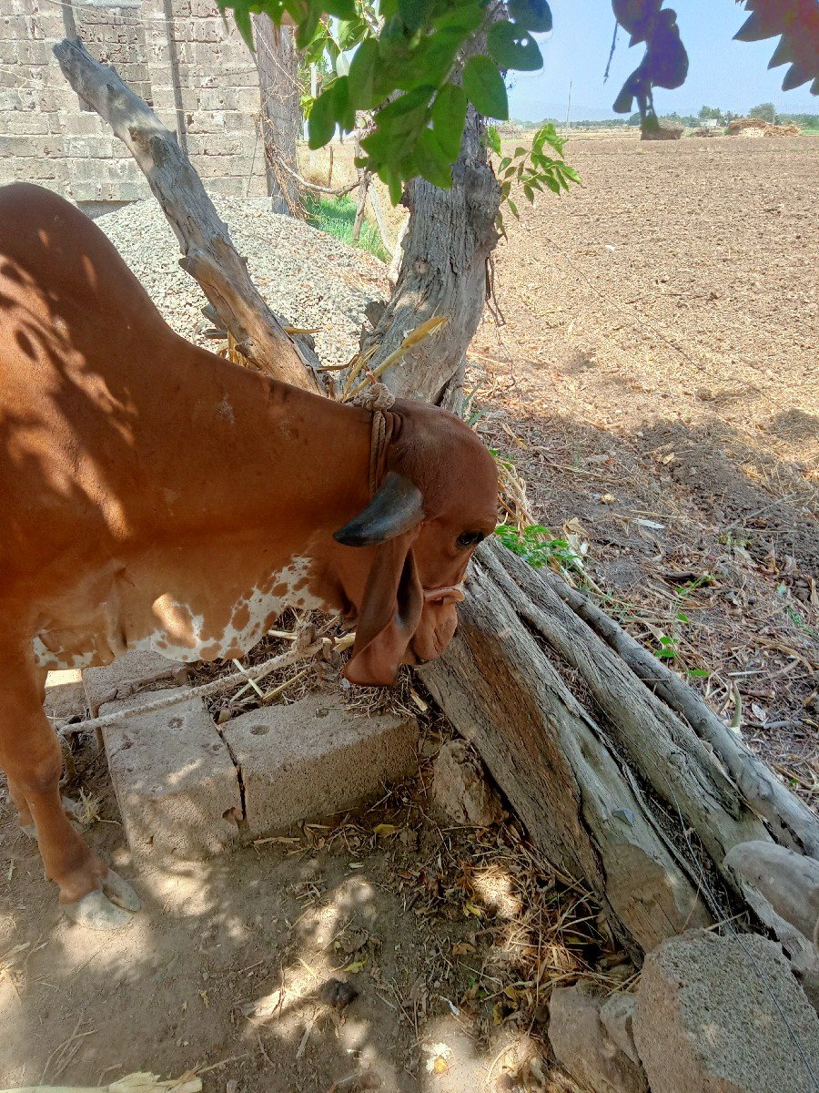 ગાય વેચવાની છે
