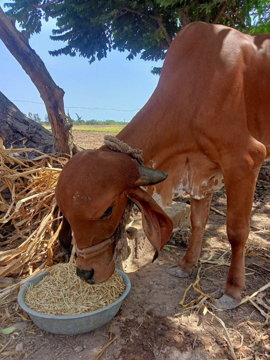 ગાય વેચવાની છે