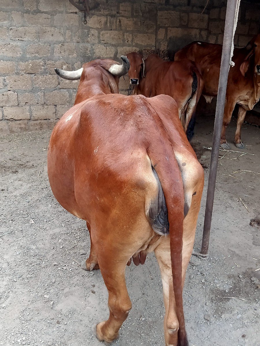ગીર ગાય વેચવાની છે