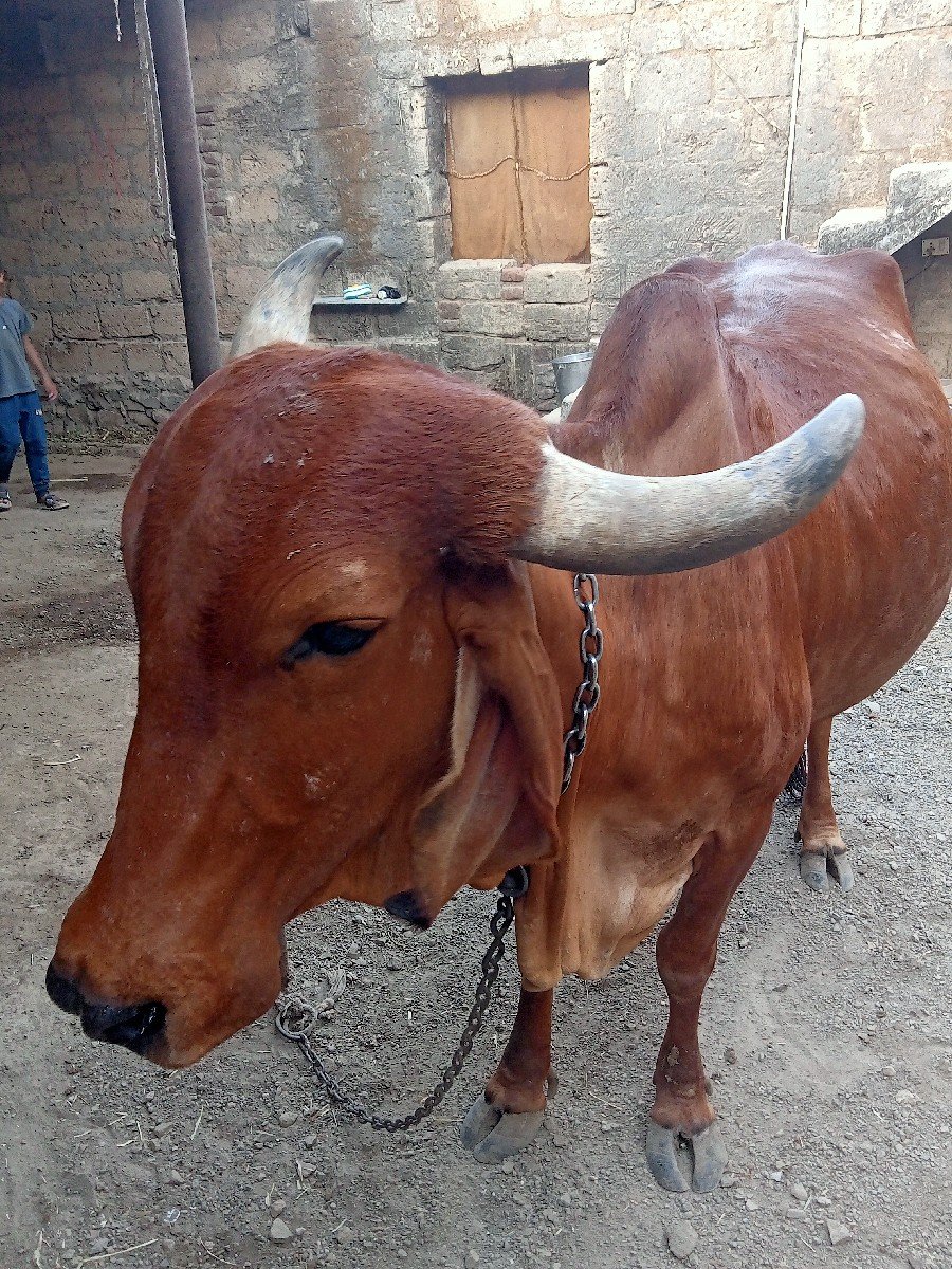 ગીર ગાય વેચવાની છે