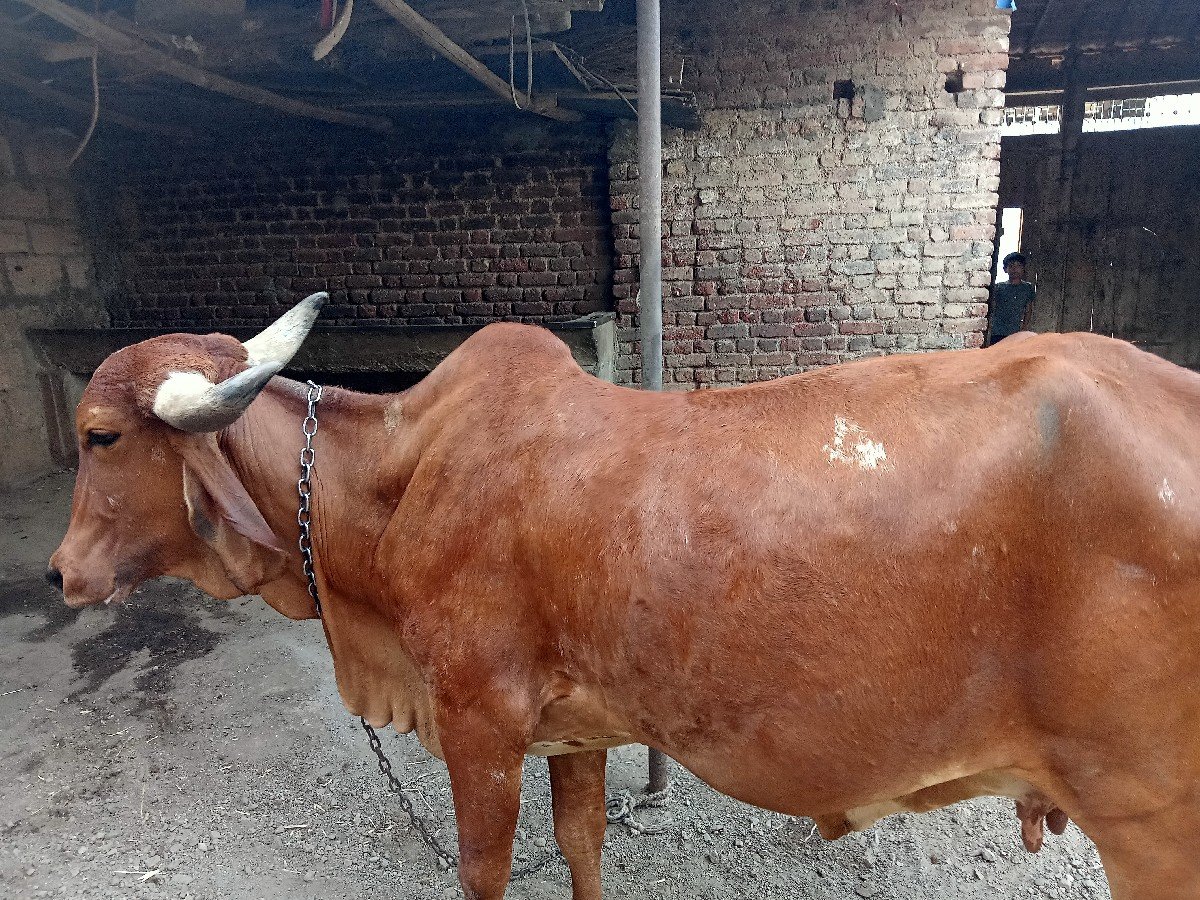 ગીર ગાય વેચવાની છે