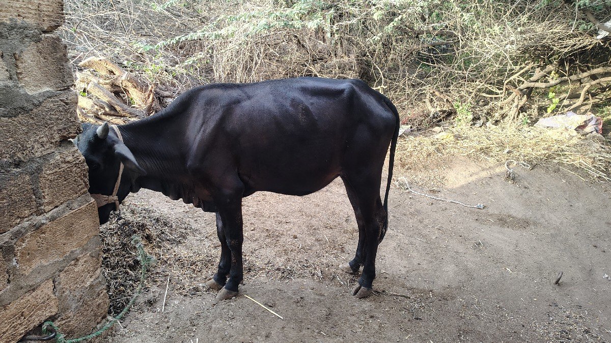 પેલા હવે તને વોડકી વેચવાની છે