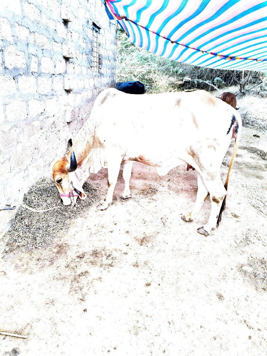 પેલા હવે તને વોડકી વેચવાની છે