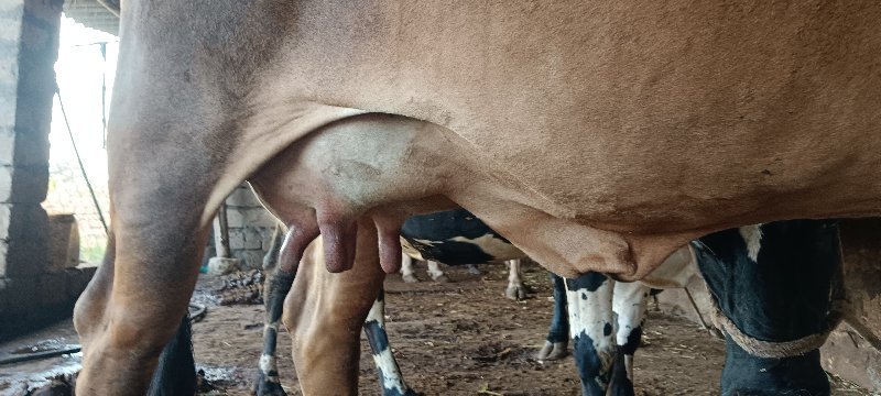 ક્રોસ ગાય