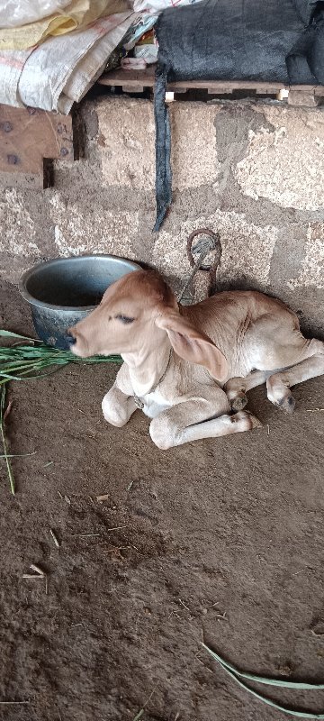 ક્રોસ ગાય
