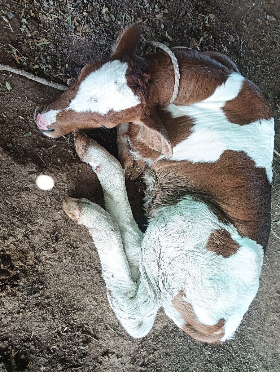 ગાય વેચવાની છે