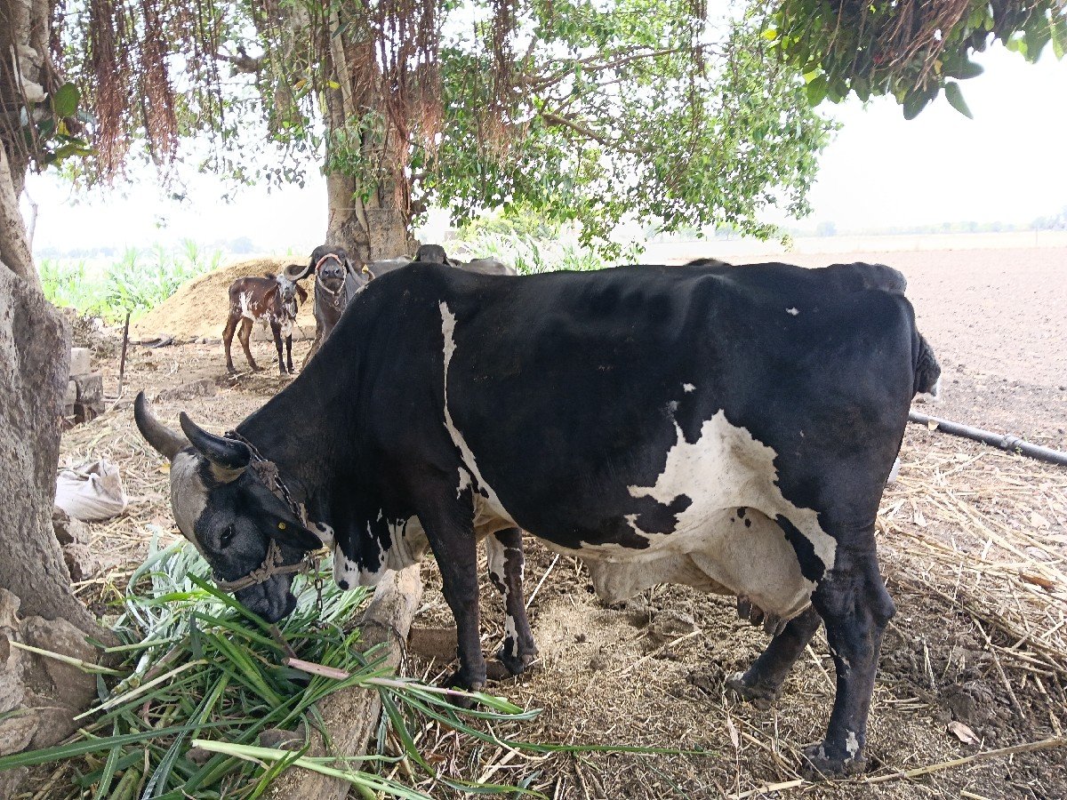 ગાય વેચવાની છે