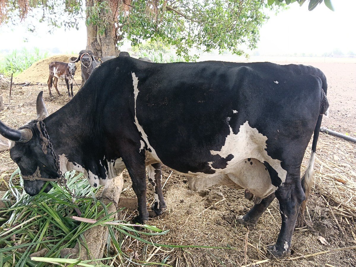 ગાય વેચવાની છે