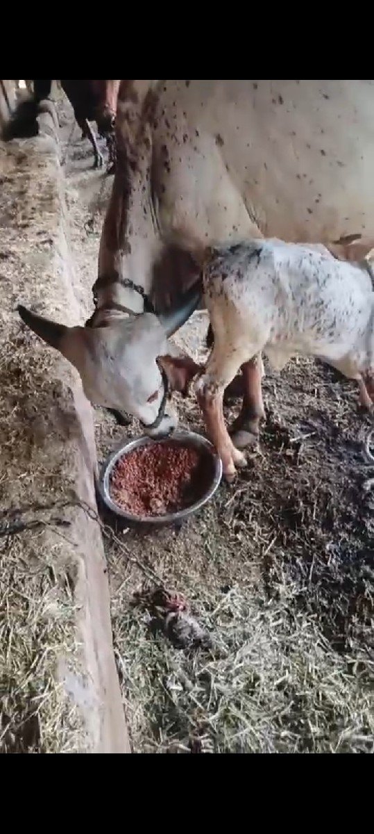 ગાય વેચવાની છે