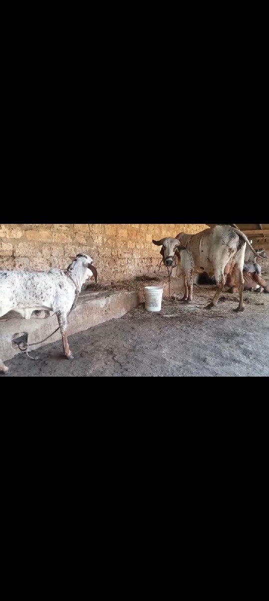 ગાય વેચવાની છે