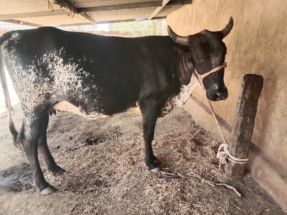કોસ વોડકી વેશવા ની છે
