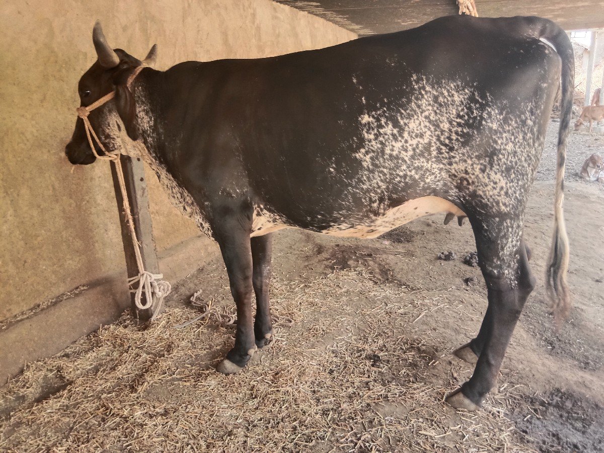 કોસ વોડકી વેશવા ની છે