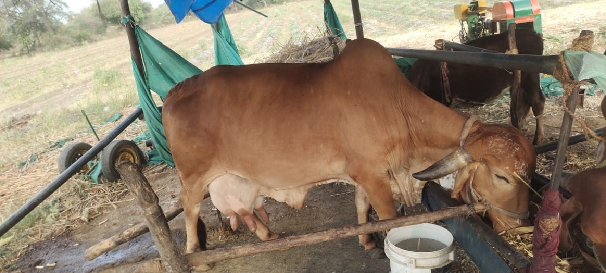 ગાય વેચવાની છે