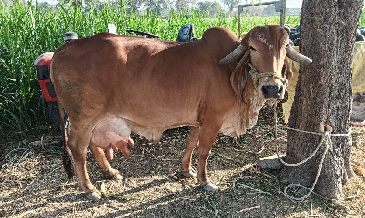 ગાય વેચવાની છે