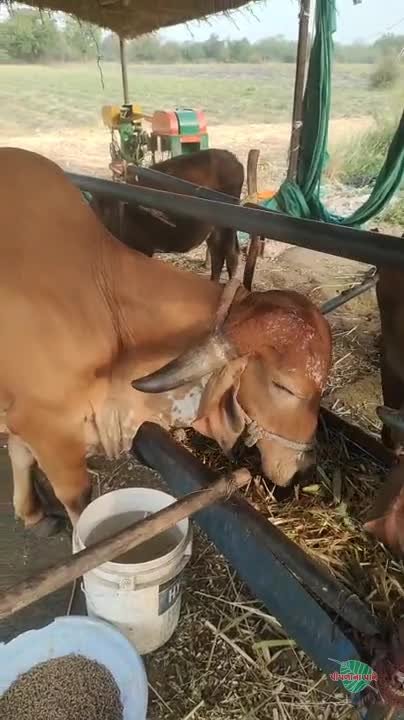 ગાય વેચવાની છે