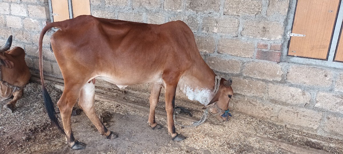 ગાય વેચવાની છે.