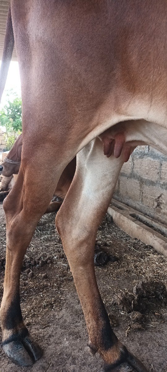 ગાય વેચવાની છે.