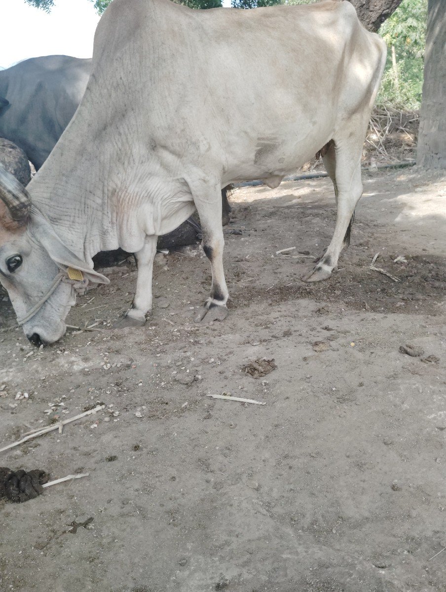 ગાય વેચવાની છે