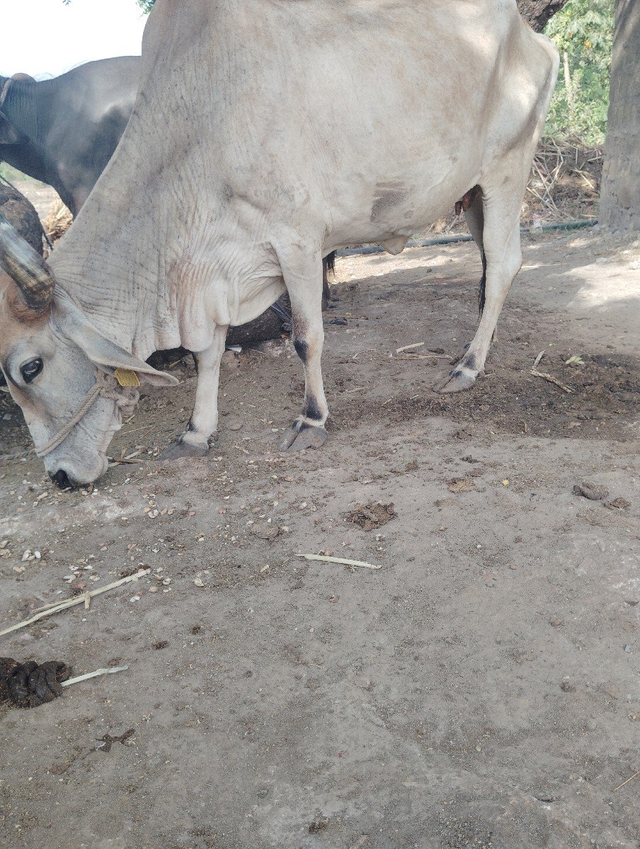 ગાય વેચવાની છે