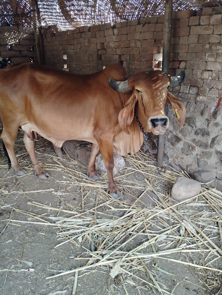 ગાય વેચવાની છે.